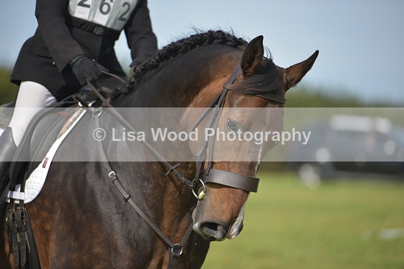RAY_7939 - Class 2B: Trekenning Open: Dressage