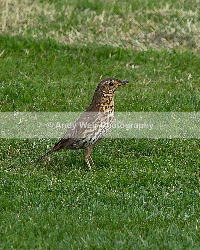 20140611-3K8A2277 - Thrushes