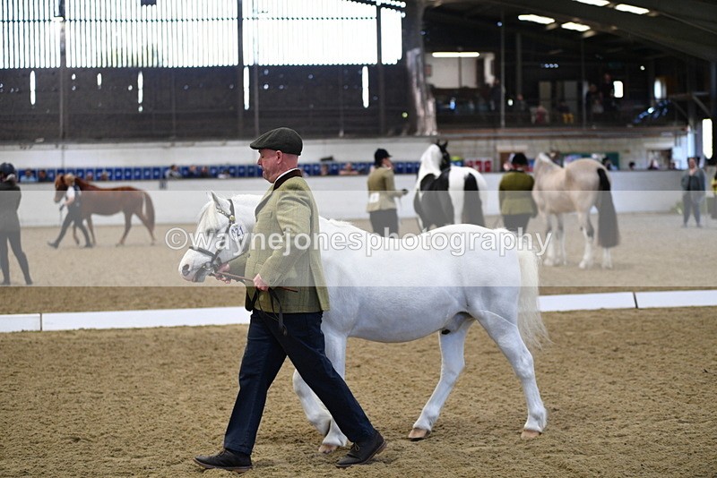 WJ5_3640 - Class 5 In Hand Veterans