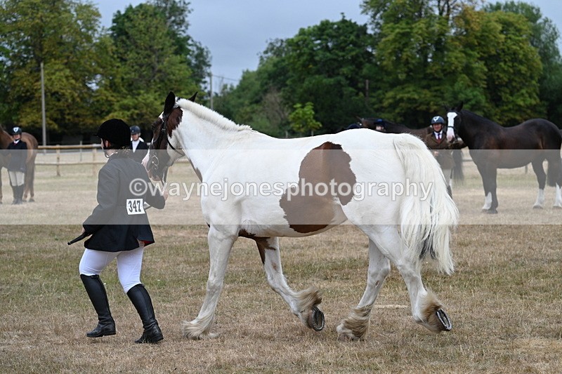 WJ7_0060 - Class 5a Most Handsome Gelding (above 14.2hh)