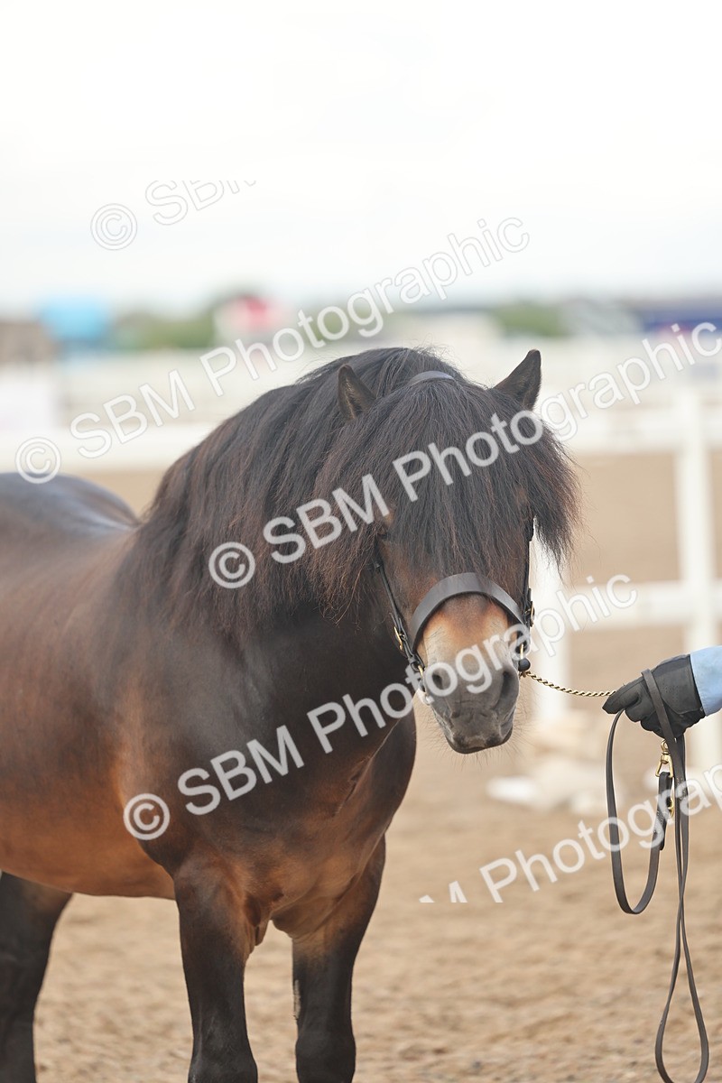 SBM_08541 - Class 29 - IH Veteran Pony
