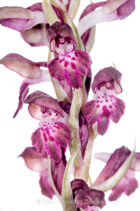  - WB: Orchids - Orchis