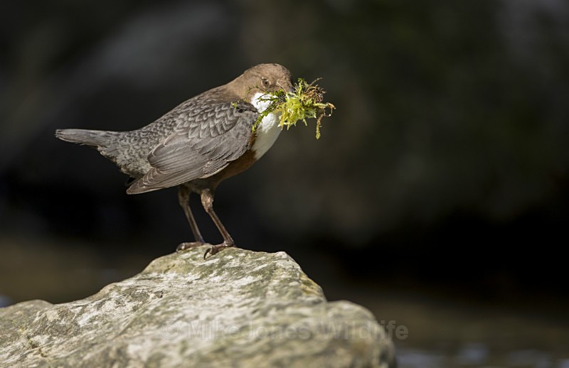 Dippers, North Wales - DIPPERS