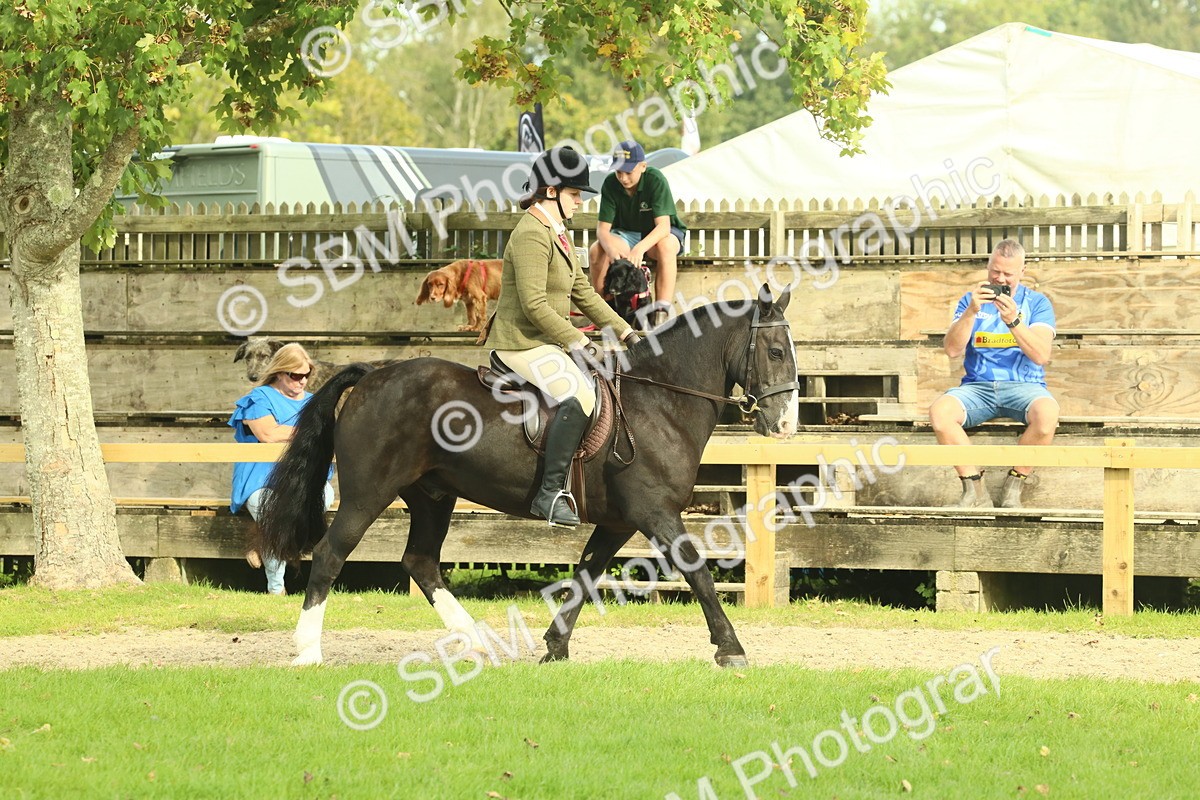 SBM_68183 - S58 - Mini Show Cob Ridden