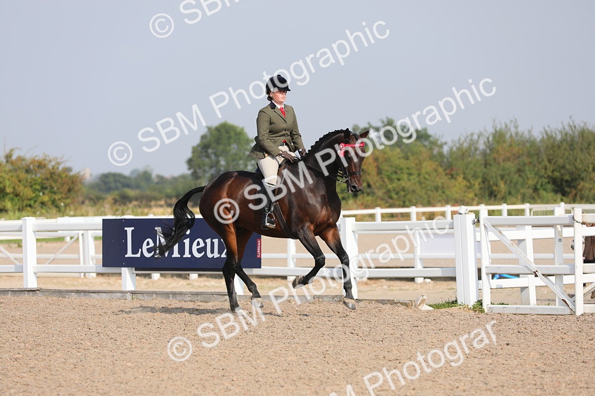 SBM_11349 - Class 305 Ridden Foreign Breeds- Pure Bred