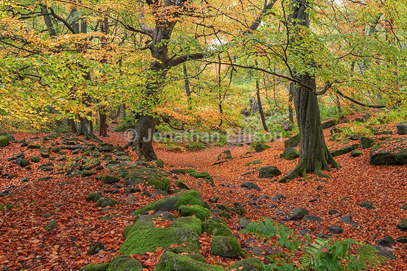 Padley Gorge - The Peak District