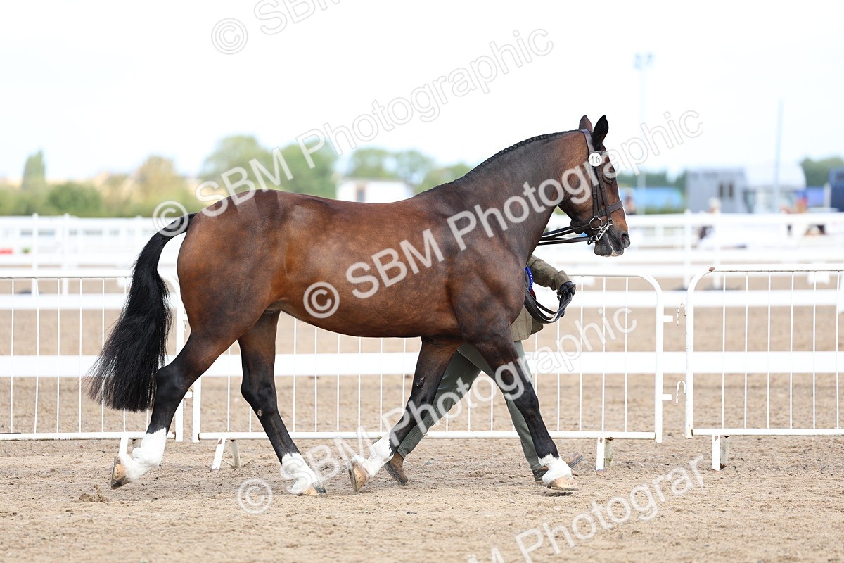 SBM_02413 - Class 19 - Horse or Pony Judge would most like to take home
