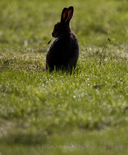 Mountain Hare, Isle of Mull - ISLE OF MULL WILDLIFE, Wildlife images from the Inner Hebrides