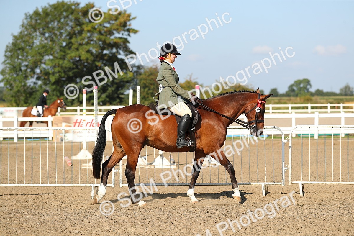 SBM_02176 - Class 43 Ridden Competition Horse/Pony