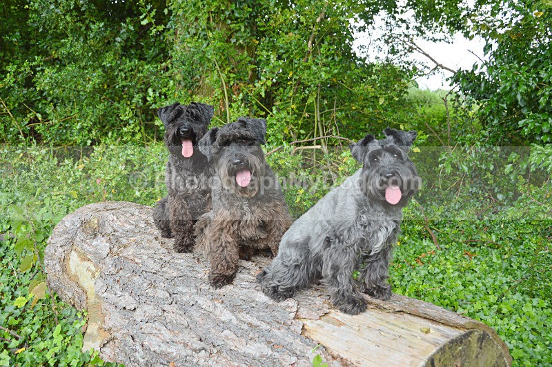  - Schnauzers