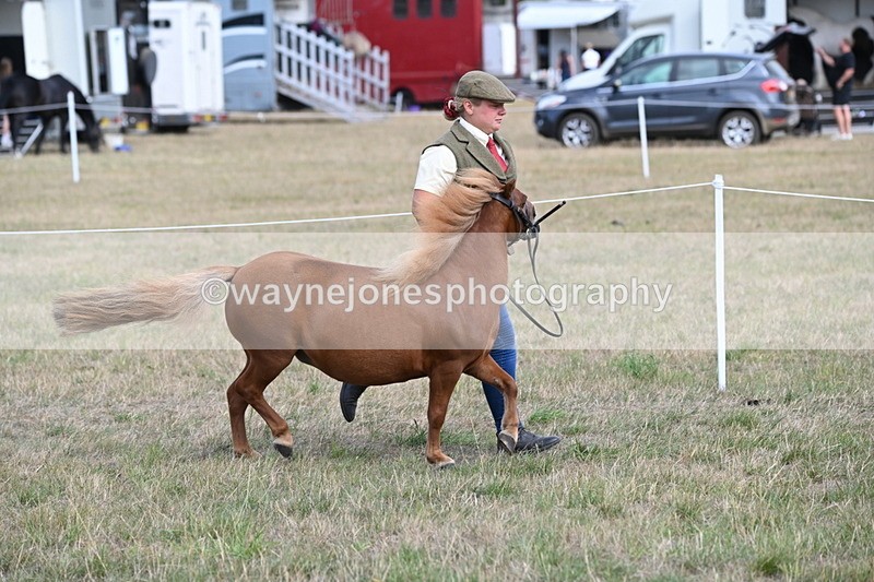 WJ6_6872 - Class 21 Shetland & Mini Horses