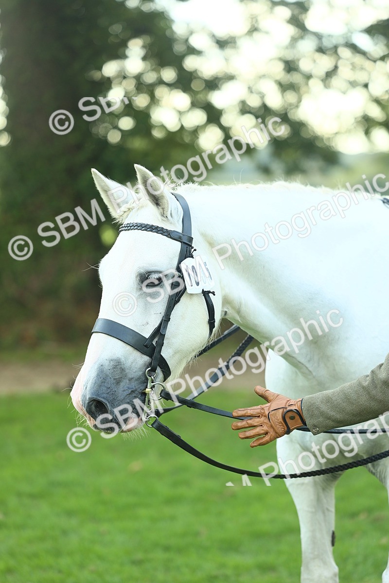 SBM_50720 - S33 - Working Hunter & Working Show Horse
