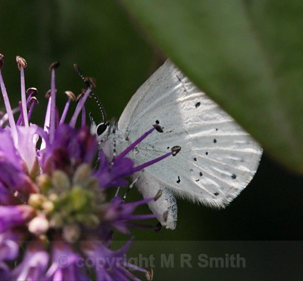 Large White? - MACRO & CLOSE UPS 2