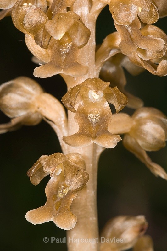  - Orchids - Various