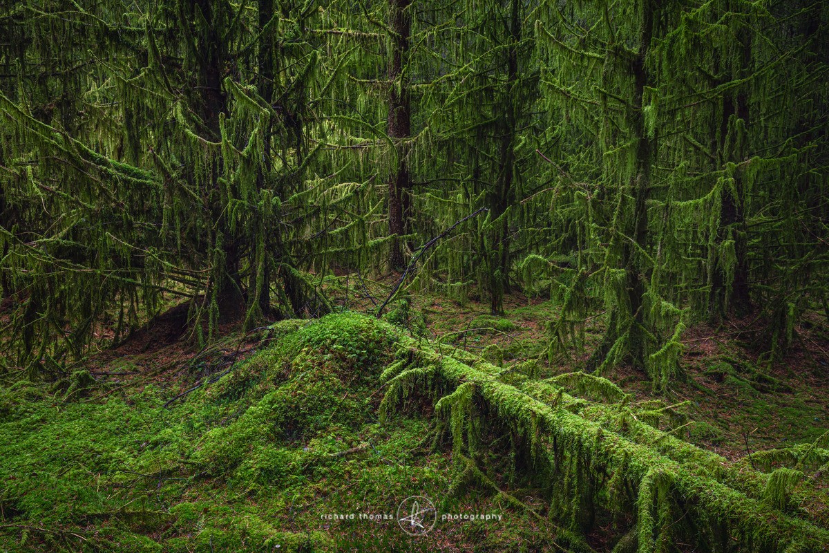 Coedwig Werdd - 3 - Woodland