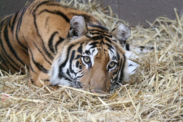 259 INDY - BIG CATS