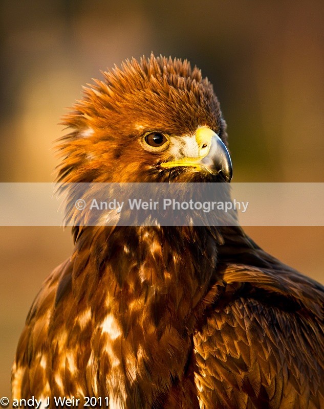  - Golden Eagle