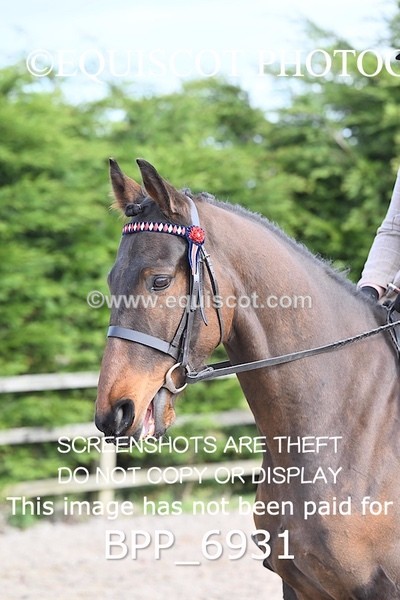 BPP_6931 - RING 1  (RIDDEN HORSES / IN HAND / VETERAN ETC)