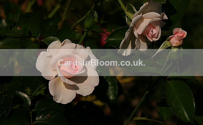 Rose - Peace 4 - ROSES