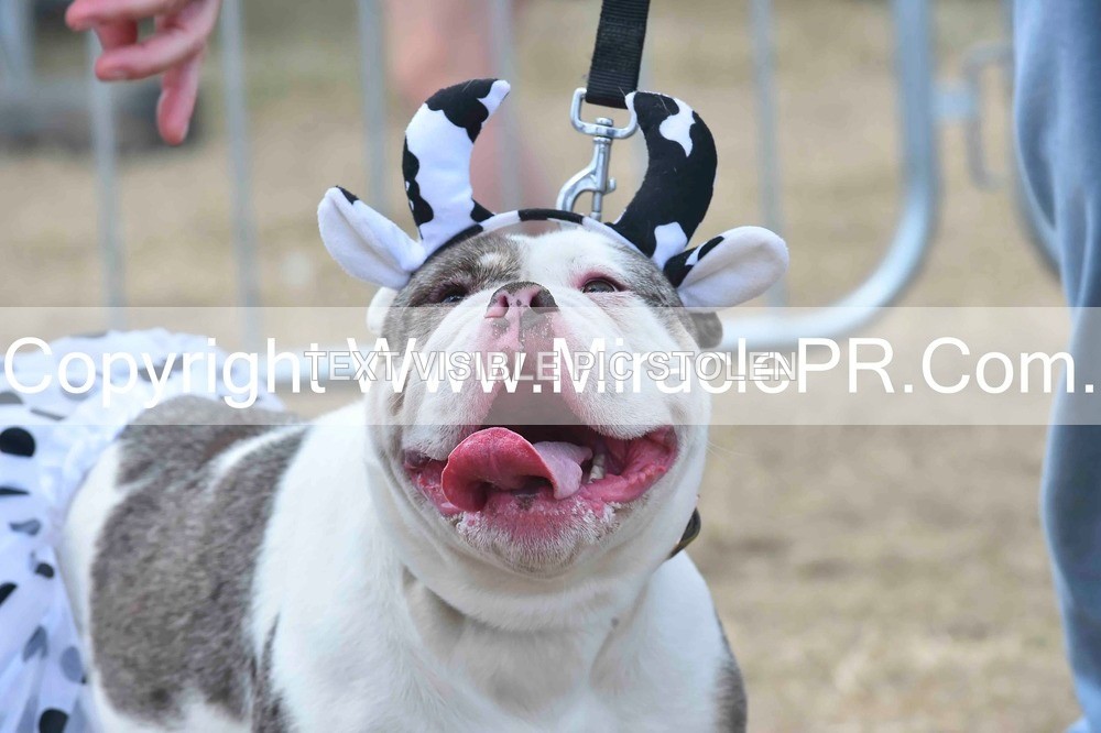 SH4_0275 - Dog show.