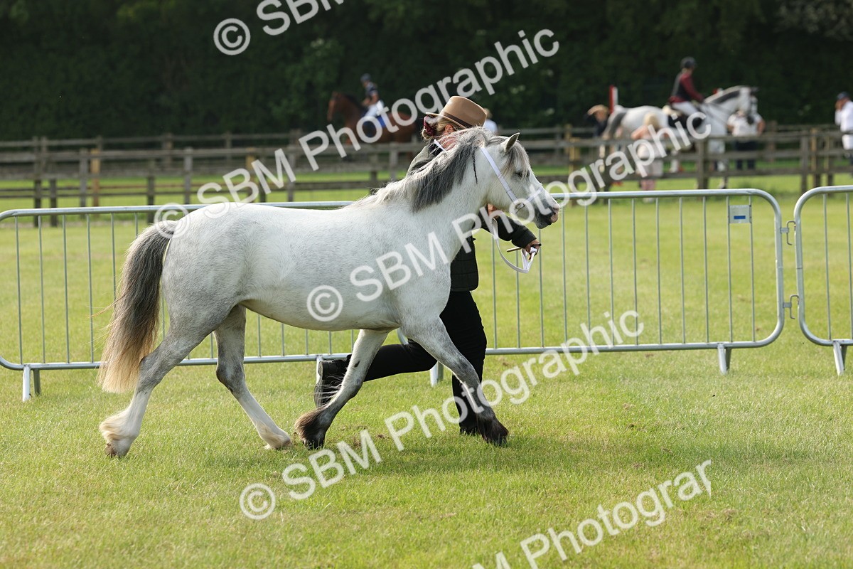 SBM_00565 - Class 6-13 - Mountatin and Moorland In Hand Welsh Breeds