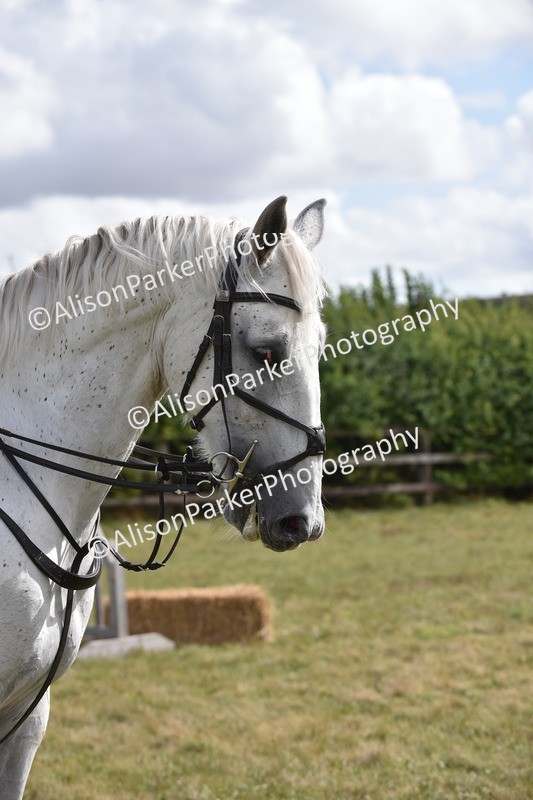 20250831-4120 - Class 13 - Working Hunter Horse or Pony