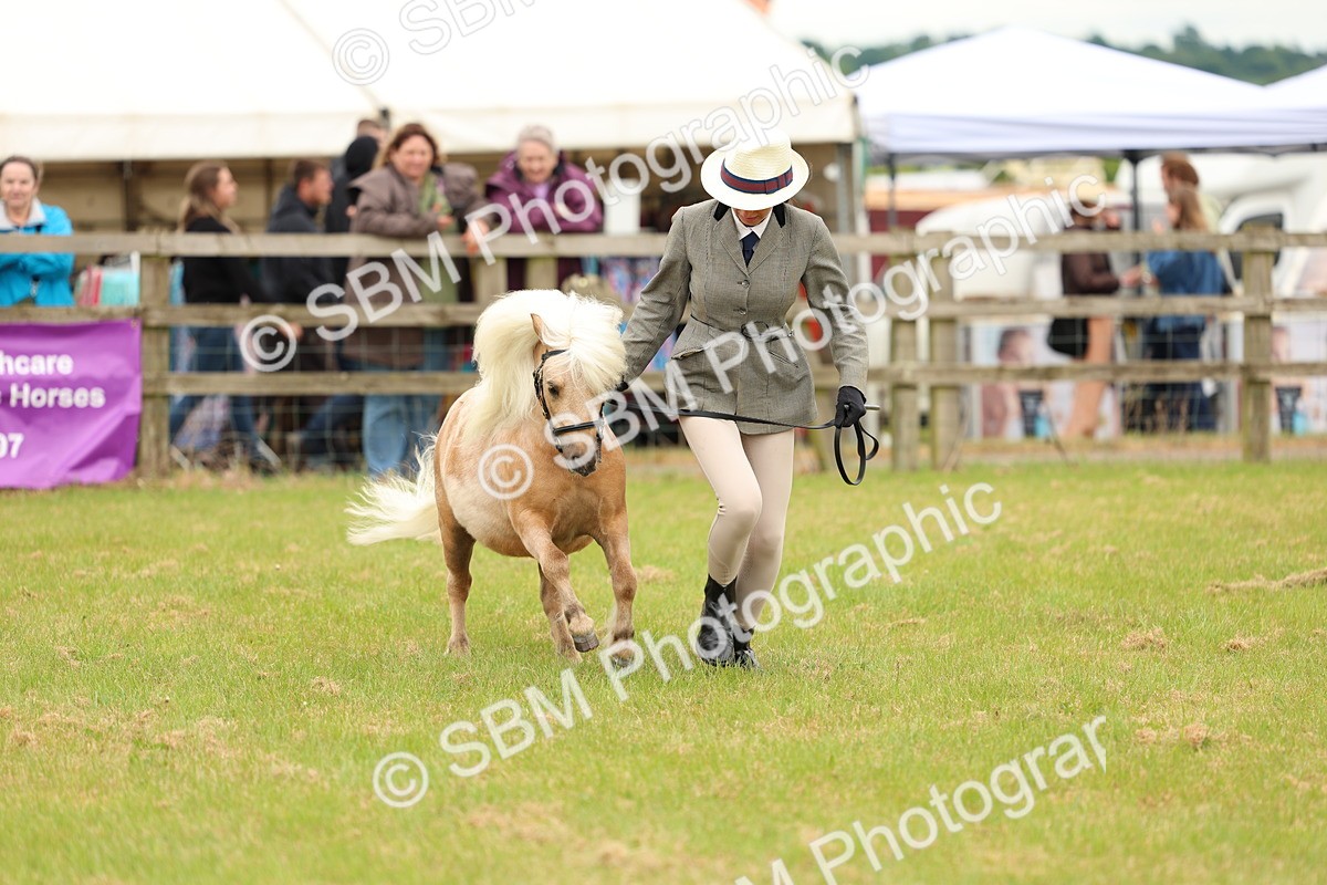 SBM_04456 - Class 64-67 - Shetland Pony In Hand