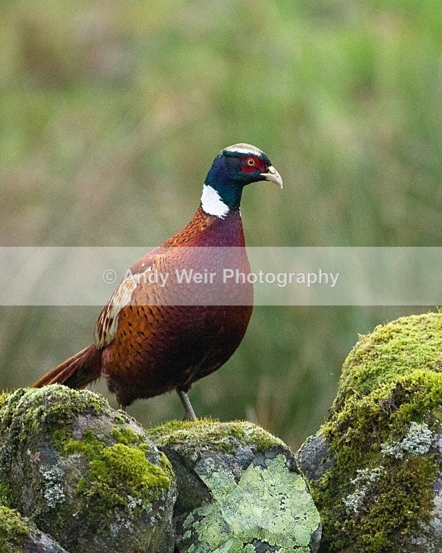 20111121-_MG_7964 - Gamebirds