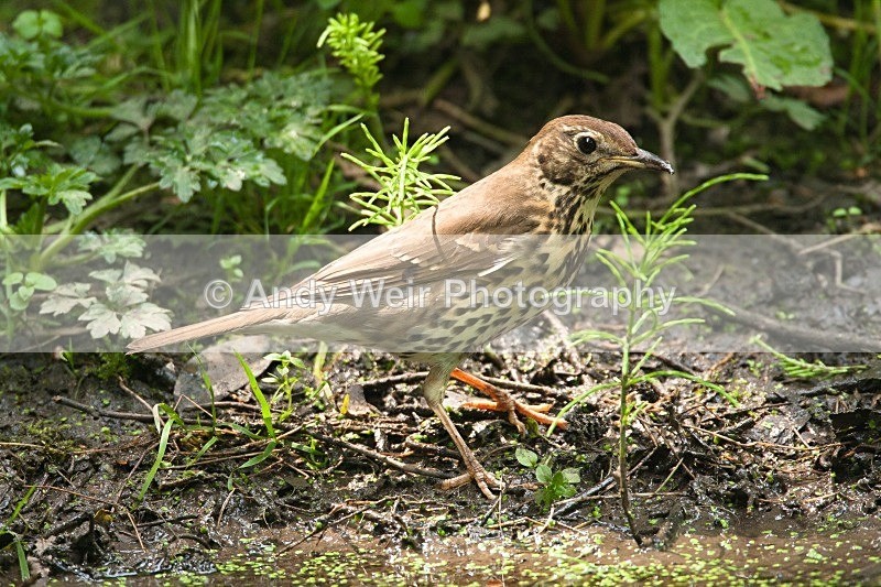 20080510-194 - Thrushes