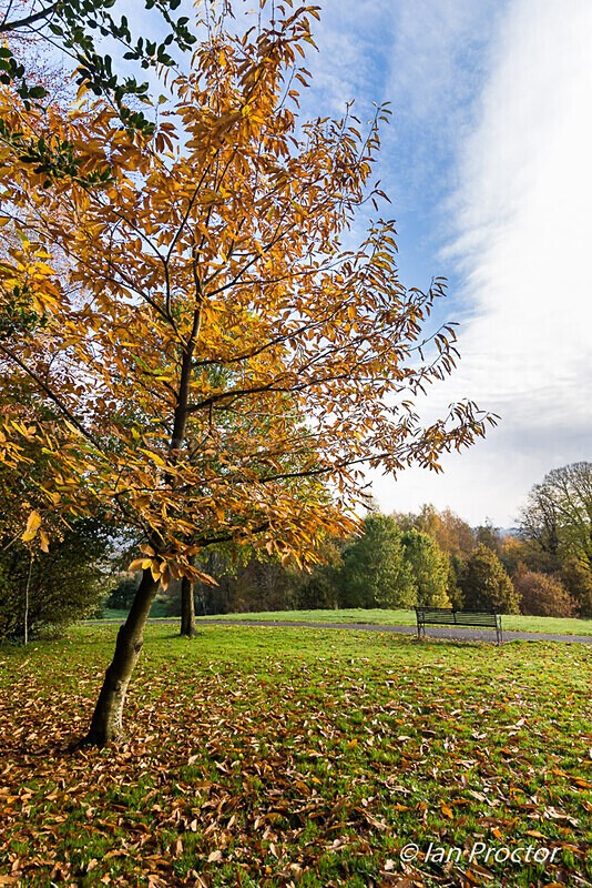 Shedding Leaves in Barnett Demesne - Autumn