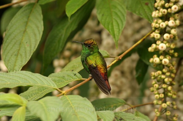  - Birds of Costa Rica and Mauritius