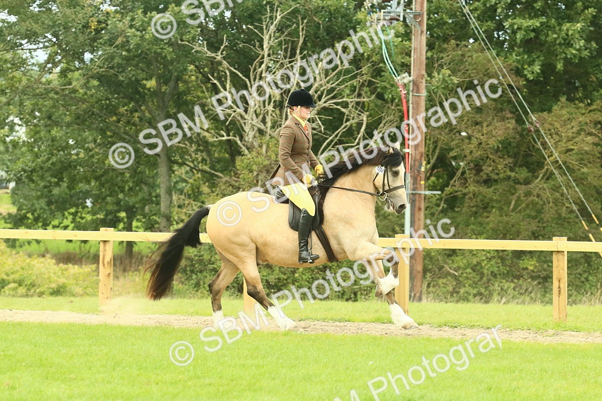 SBM_71884 - S60 - Mountain & Moorland Ridden Large Breeds