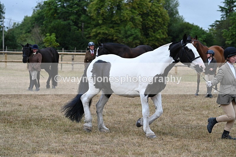 WJ7_9964 - Class 5a Most Handsome Gelding (above 14.2hh)