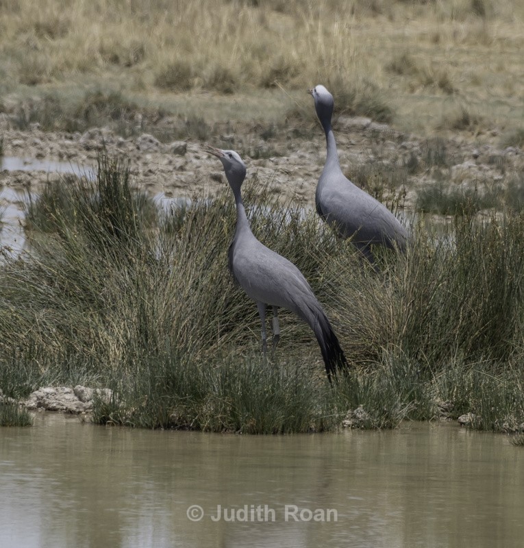 Blue Crane - Namibia 2022