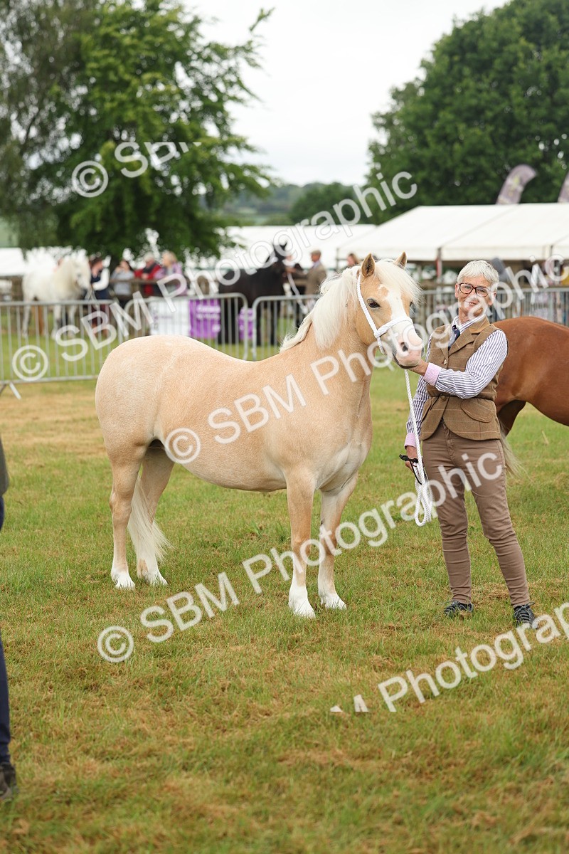 SBM_01613 - Class 50-57 - M&M Welsh Pony In Hand