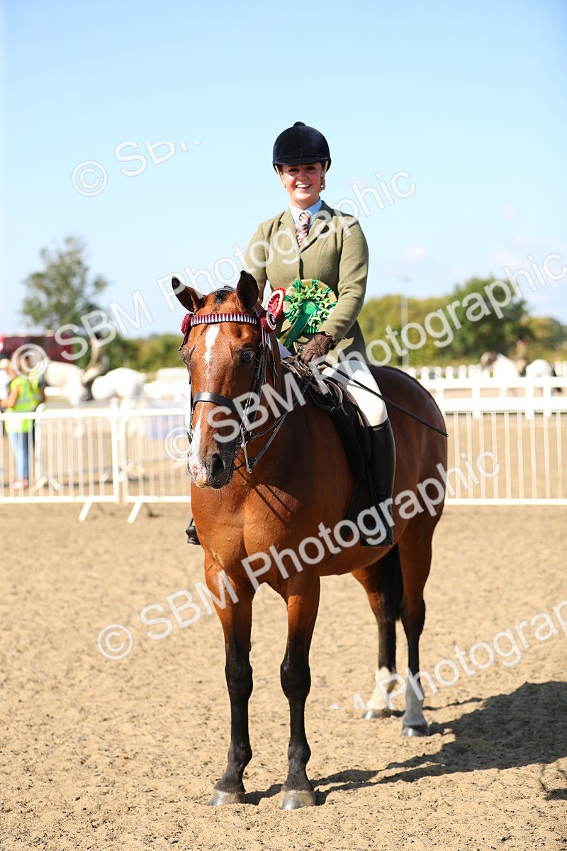 SBM_02371 - Class 43 Ridden Competition Horse/Pony