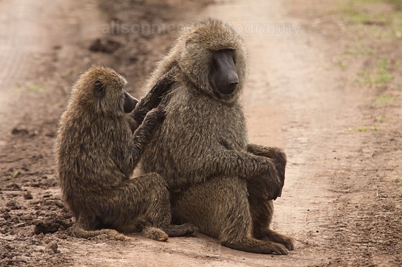  - African Safaris