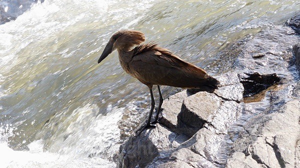 Hamerkop - SA - BIRDS & INSECTS