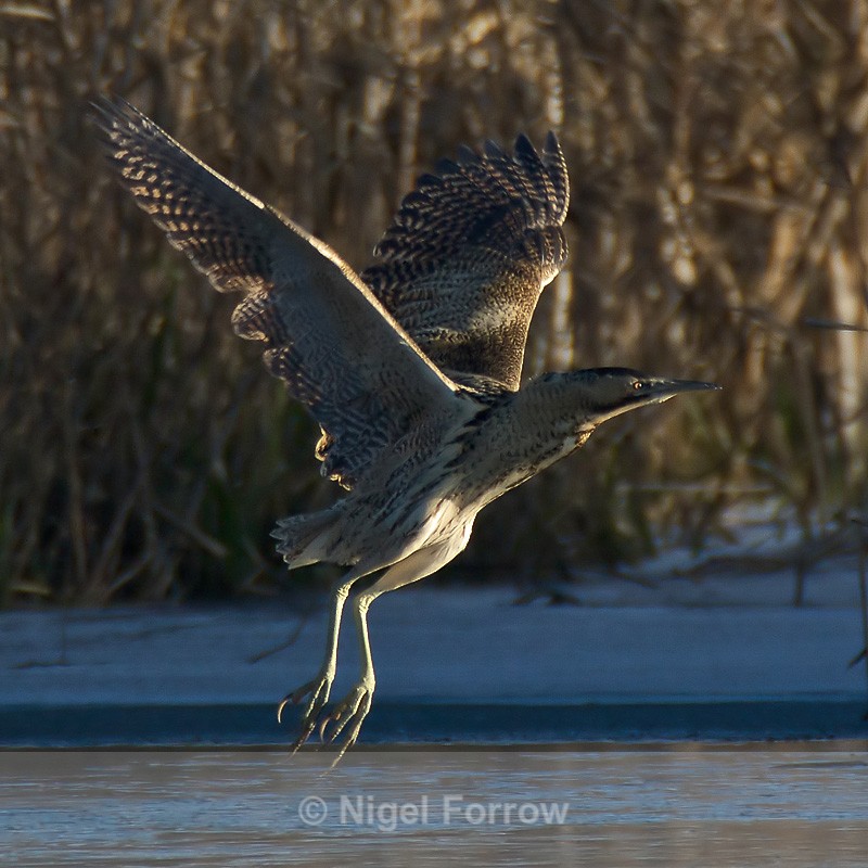 Bittern takes off from the northern reed beds at Otmoor - Bittern