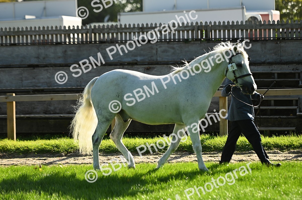 SBM_15821 - S1 - TSR in Hand Horse & Pony Showing