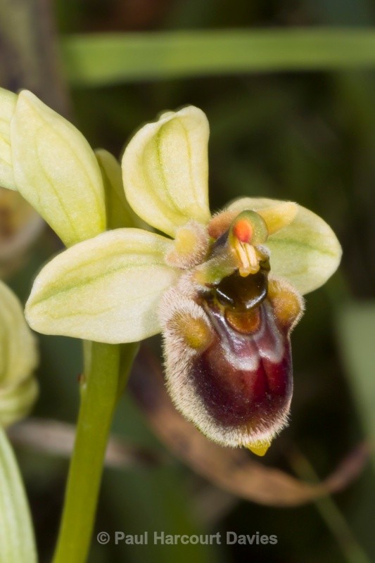 Hybrid between sawfly and bumble-bee orchids (Ophrys tenthredinifera x O.bombyliflora = O. x sommieri) - Orchids - Ophrys