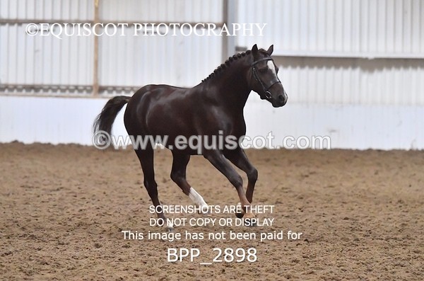 BPP_2898 - LOOSE JUMPING / SPSS