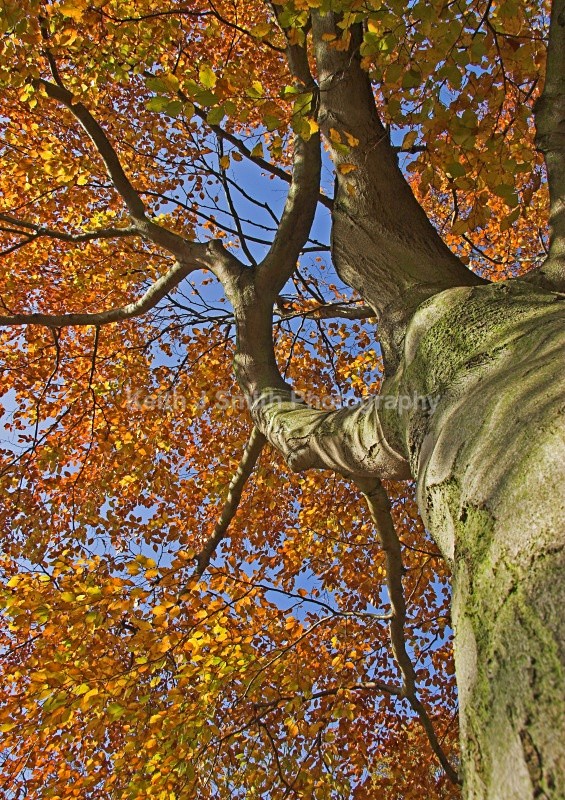 IMG_9030 - United Kindom