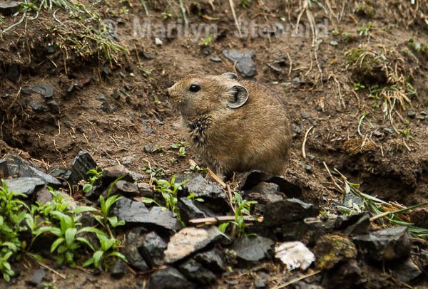 Yolyn Am ground squirrel - Mongolia