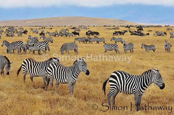  - Tanzania