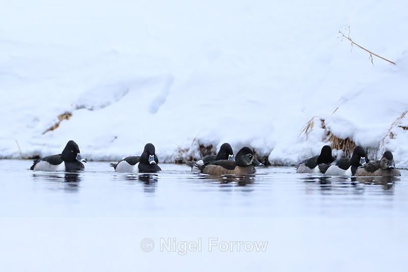 Ring-necked Ducks (male & female), Yellowstone National Park, Wyoming - Ring-necked Duck