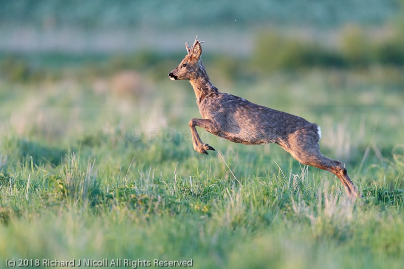 Roe Deer (Capreolus capreolus) leaping - Roe Deer (Capreolus capreolus)