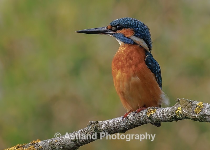 Kingfisher - Latest Images