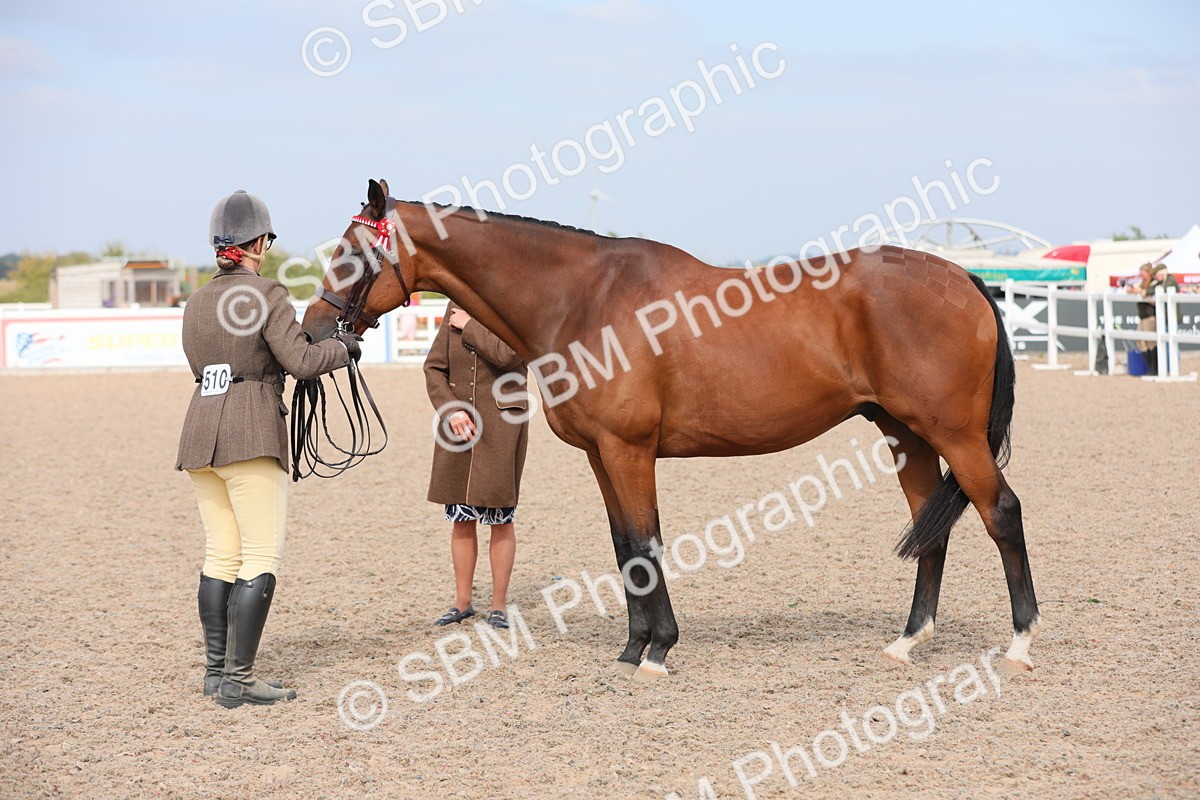 SBM_15950 - Class 313 IH Retired Racehorse
