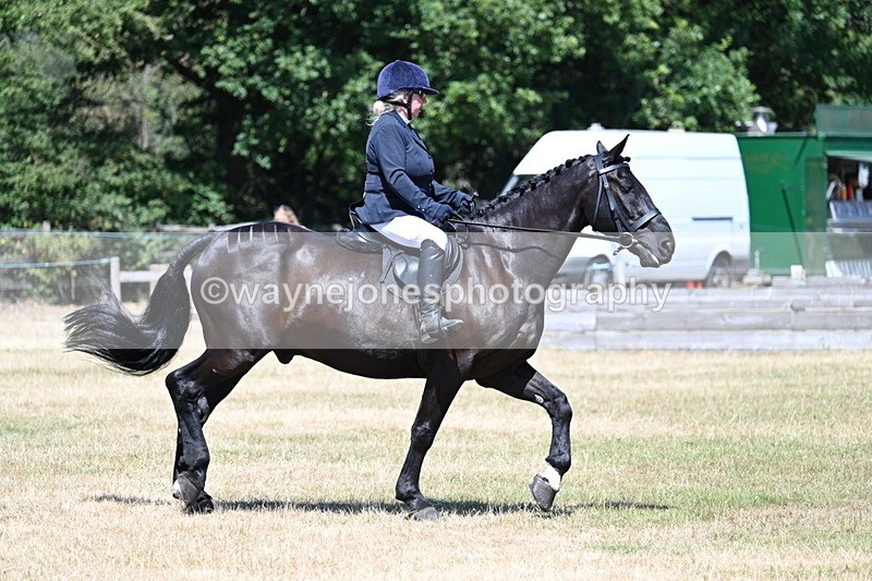 WJ7_2965 - Class 7 Riding Club Show Horse